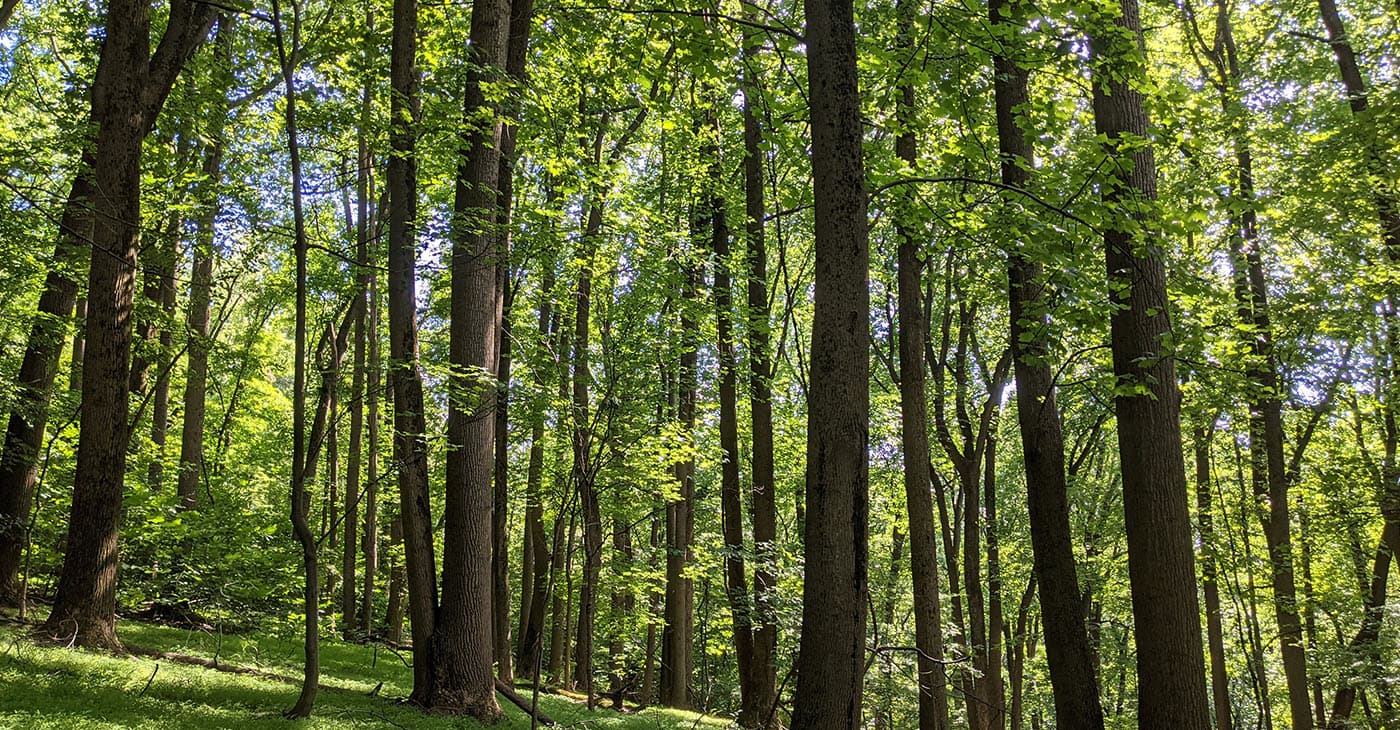 Prince George’s County Launches Tree Planting Initiative to Address Environmental Inequities and Enhance Climate Resilience